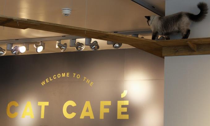 Pussy Galore This New Manchester  Cafe  Has Cattitude