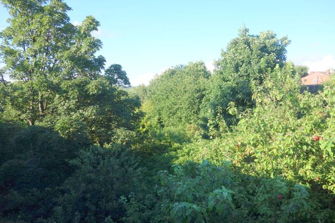 The verdant and forgotten land next to Kirkdale station