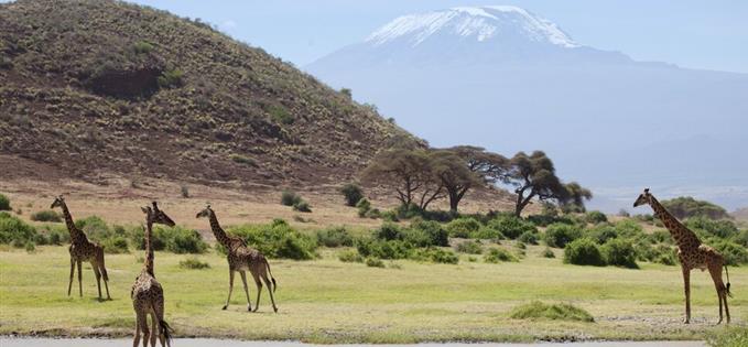 Giraffe in Amboseli Tortilis Camp