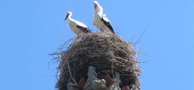 Storks