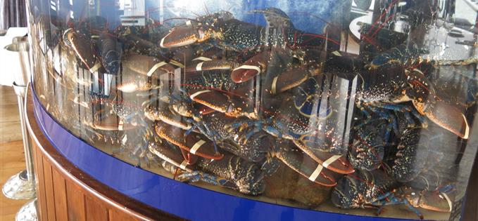 Lobster tank at Aqua