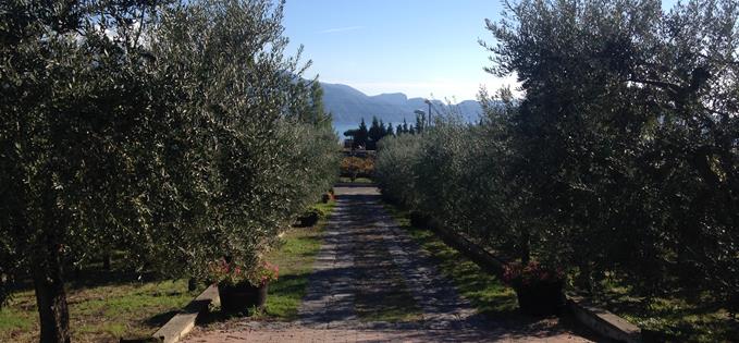 Olive groves and sea