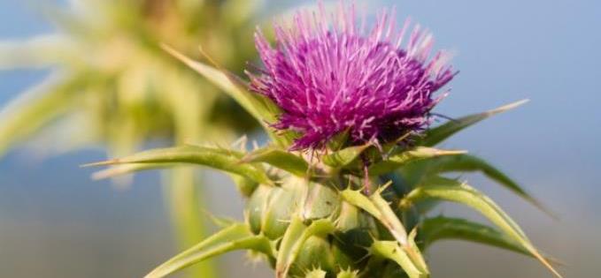 Milk thistle