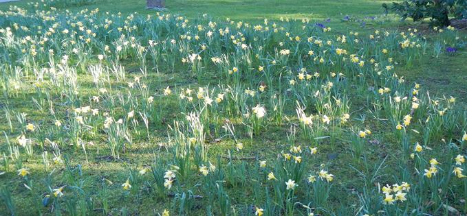 A poetical carpeting of daffodils – it has to be Grasmere