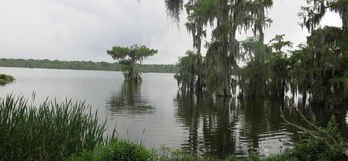 Lake Martin –welcome to the swamps 