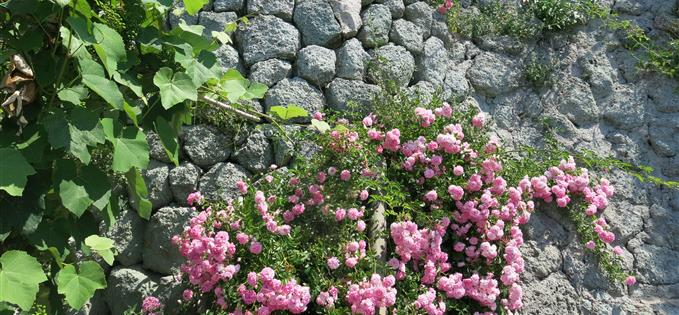 An island of flowers