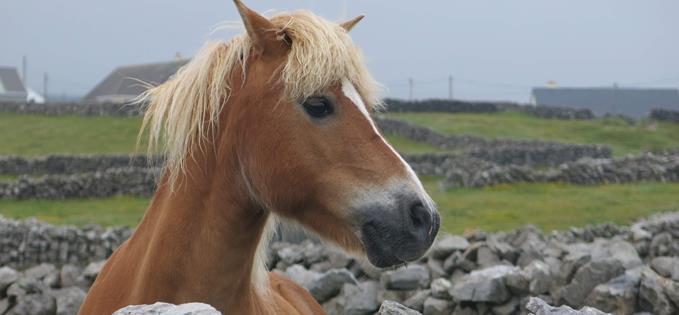 Connemara pony