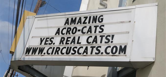 Acro-cats