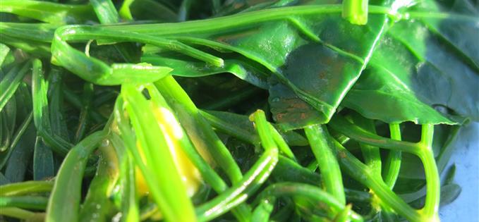 Rock samphire