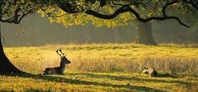 Dunham Massey