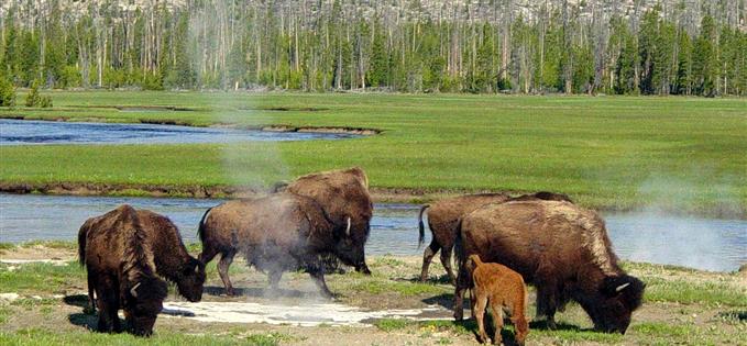 Bison in the park