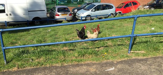 Hens on the run in the sun