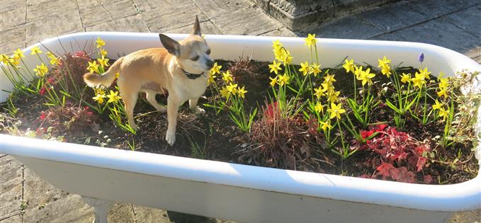 Daffy bathtime