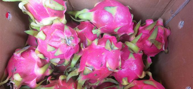 Dragon fruit