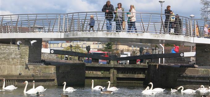 Swans of Avon