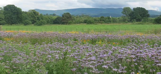 Wildflowers