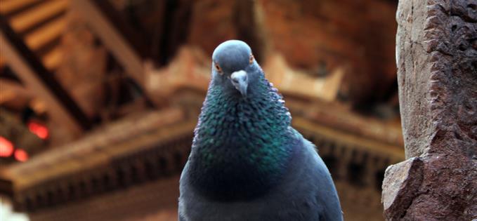 Heres looking at you - pigeons can recognise humans by face