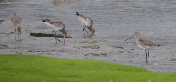 Godwits