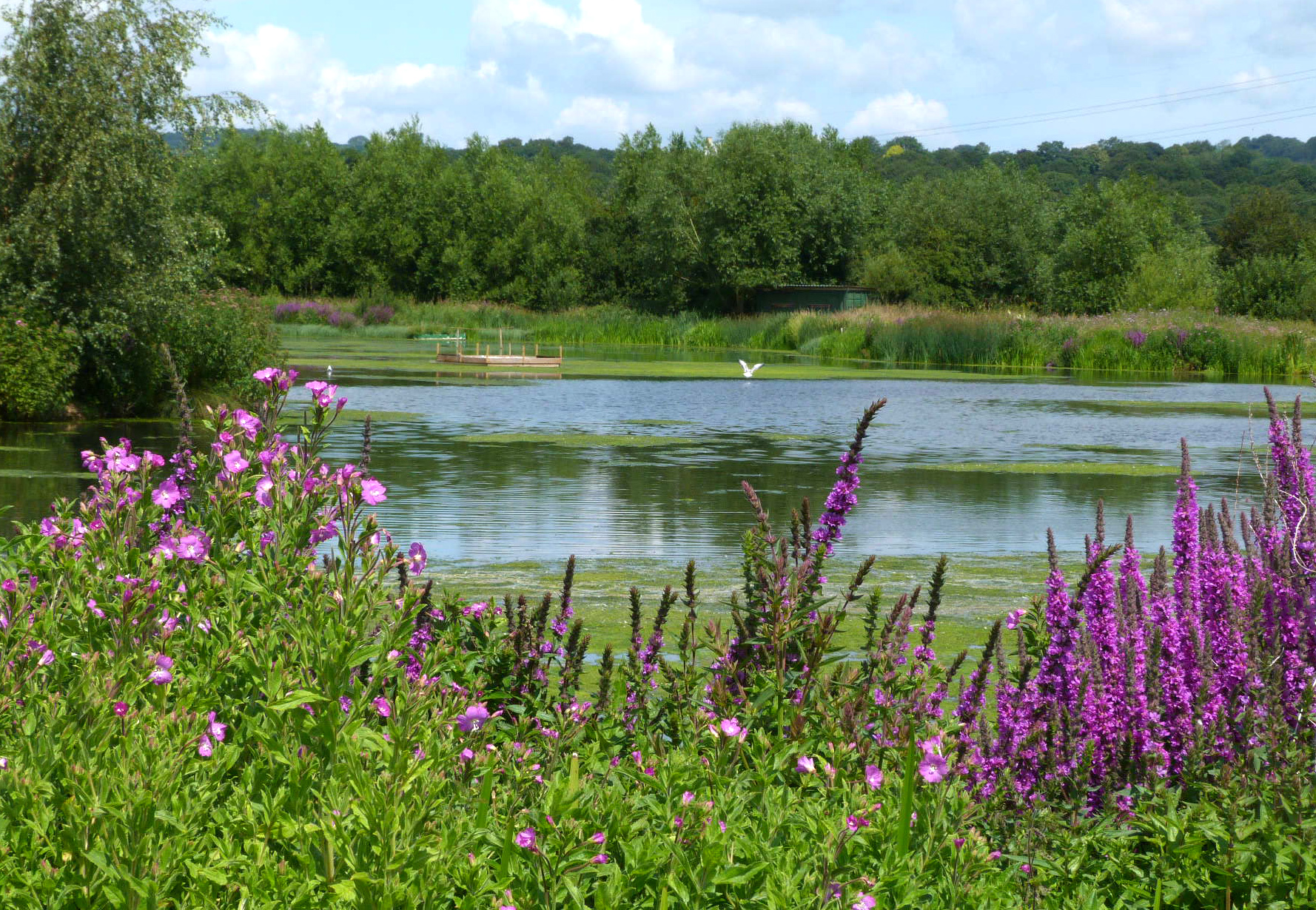 Rodley Nature Reserve