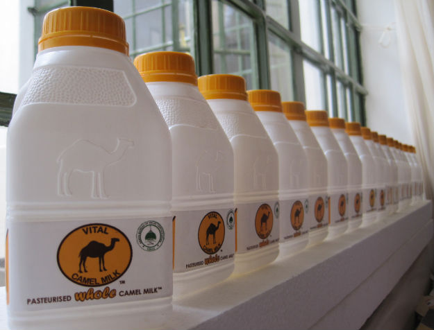 Camel Milk