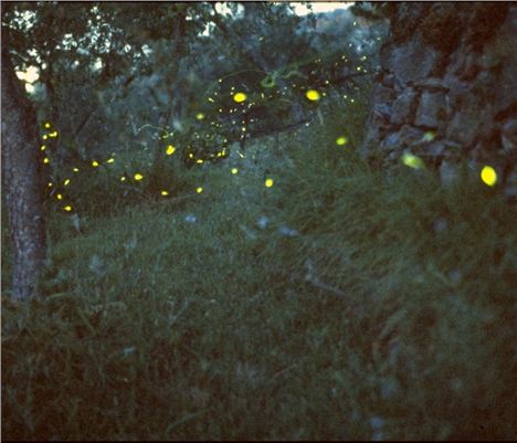 Fireflies In An Italian Wood