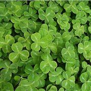 Shamrocks-13363