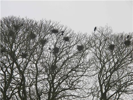 Gaunt Trees Along Woldgate