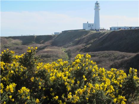 Gorse And Lighthouse, Flamborough Head