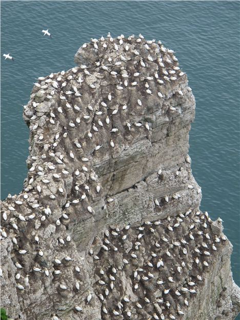 High Rise Gannets At Flamborough Head