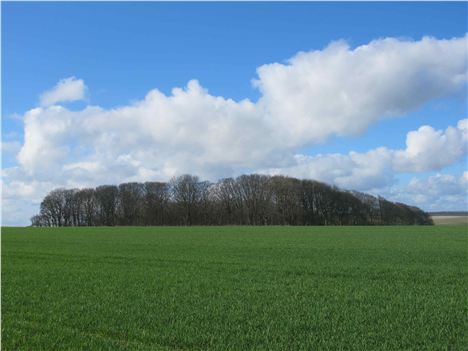 Windswept Trees Above Woldgate