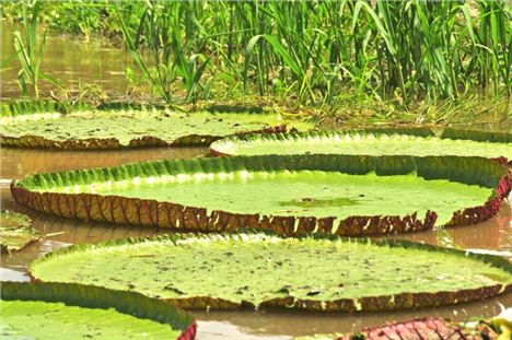 Giant Water Lily Pads