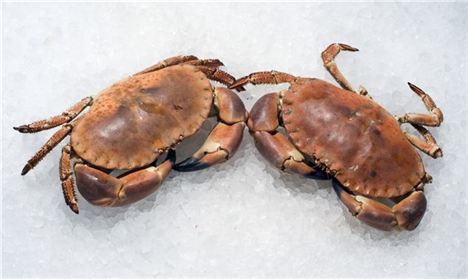 Whitby Brown Crab