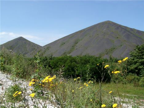 Spoil tips and wild flowers