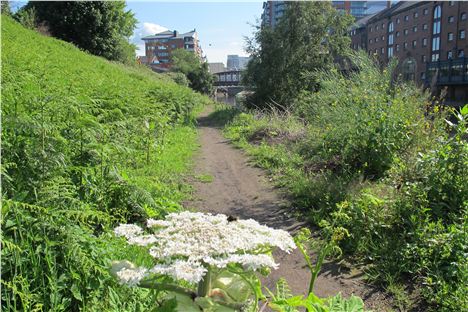 Green, pretty green, down by the riverside