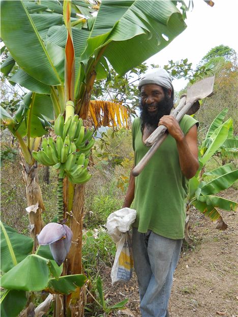 Rastafarian Farmer Calld Countryman