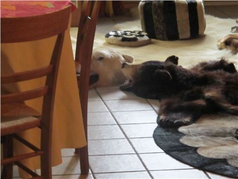 Bear Pelts At The Chateaux De Bobigneux