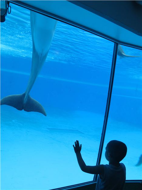 Dolphin In Close-Up