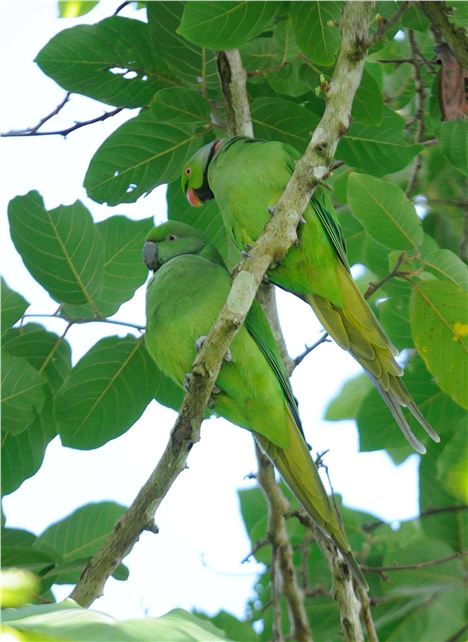 Echo Parakeets