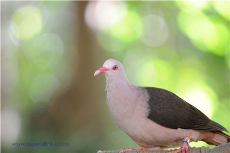 The Pink Pigeon, Now Saved From Extinction, But Still Critically Endangered