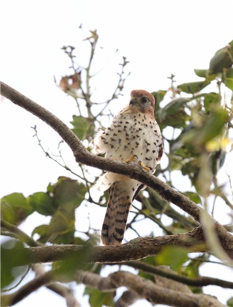 The Mauritian Kestrel