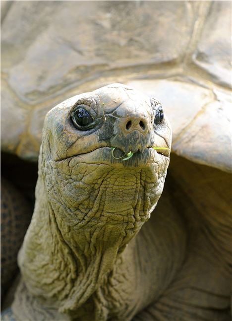 Giant Tortoises On The Ile Aux Aigrettes Are From The Seychelles