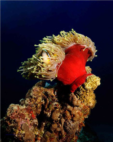 A Mauritian Clown Fish Peeps Out From Behind His Anemone Home