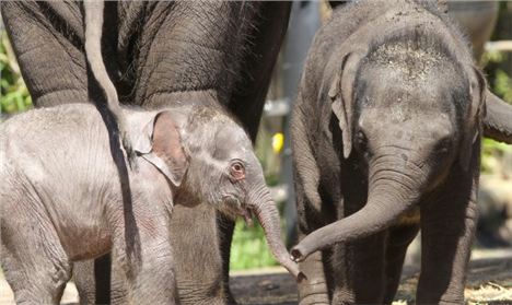 A New Female Elephant Calf At Taronga Zoo. Picture- Rick Stevens