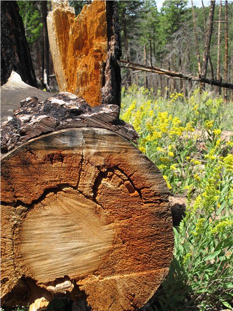 Trees, North Rim