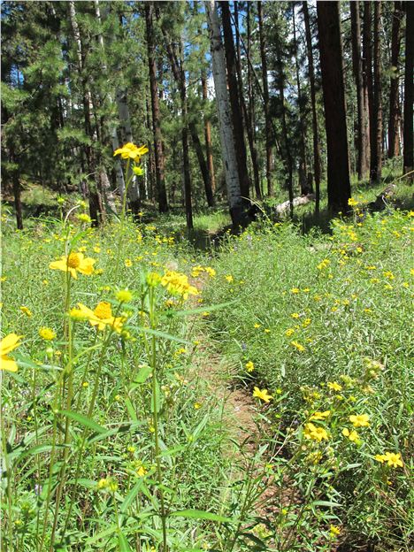 Wildflower Meadoww, North Rim