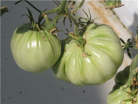 Tomatoes Just Before Ripening