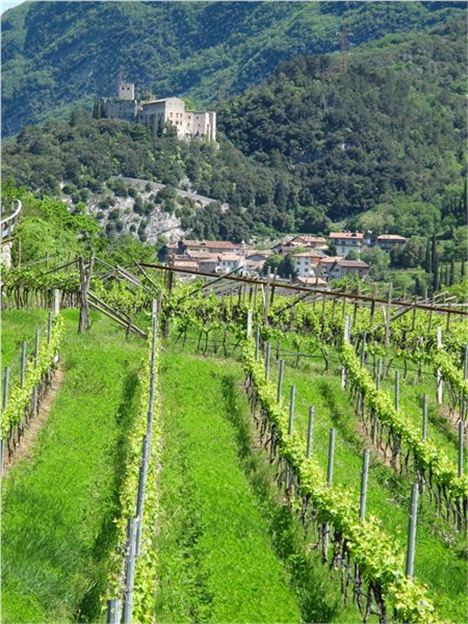 Vineyards in Trentino