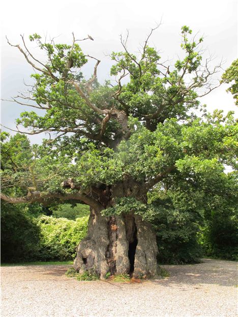 Ancient Alder, Klampenborg