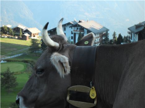 Swiss Cow