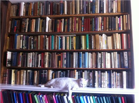 Shakespeare And Company With Shop Cat Kitty